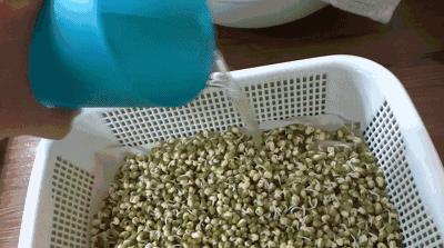 水培蔬菜家庭阳台种菜超简单,不用土在家种菜简单方法