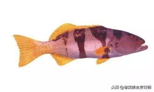 名贵海鲜干货有哪些品种,名贵海鲜水产品种类