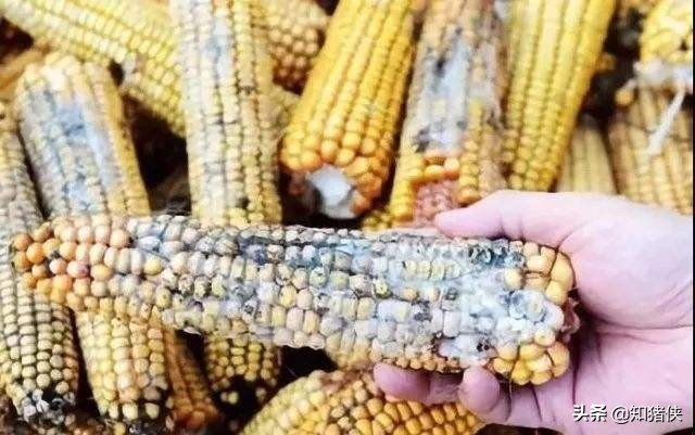 饲料发霉了怎么喂鸡呢,饲料发霉怎么喂