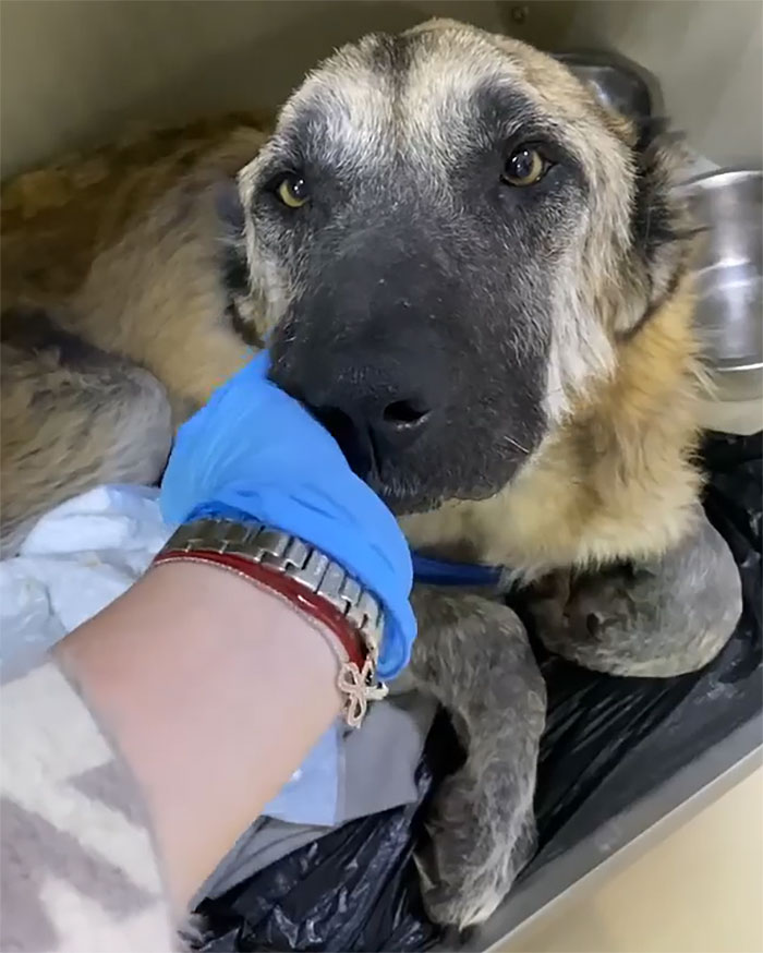 无良犬舍的秘密！过度繁殖导致狗狗子宫脱落！一度失去生活的希望