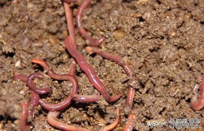 养殖简易大棚搭建成本多少钱一亩,养殖大棚如何节约成本