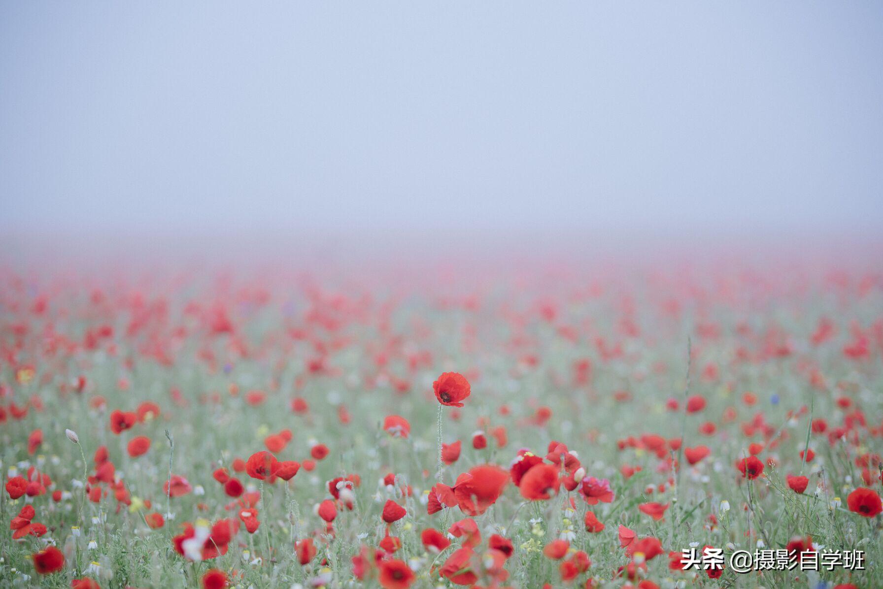 拍春天花的摄影技巧,拍美花草学这9个摄影技巧