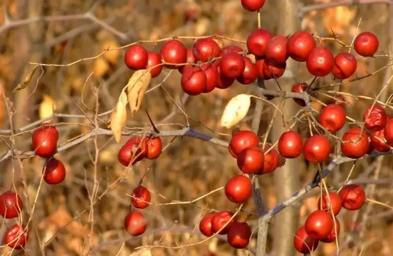 字源新探:鲁爵试探