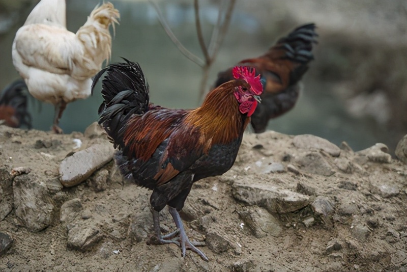 怎么才算真正的土鸡,怎么喂养鸡才不会肥又长得快