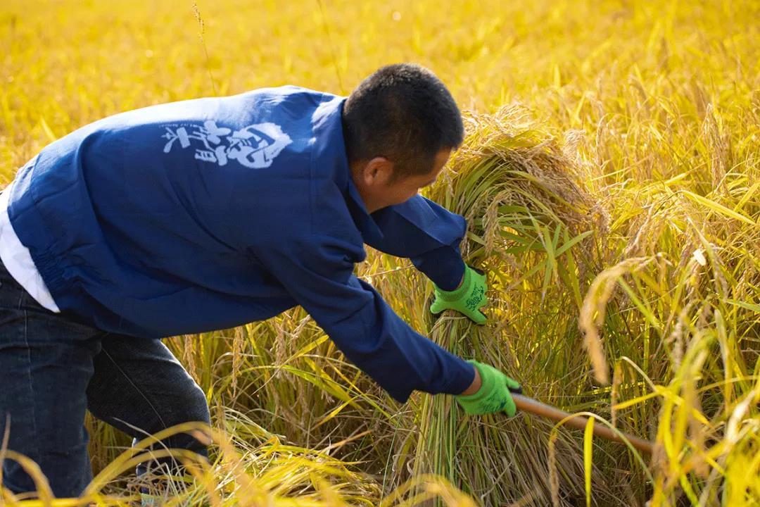 让日子变美的路上我是幸福的「花碗米」