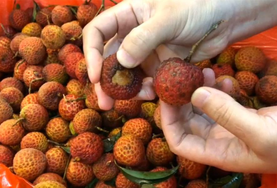 买荔枝买圆的还是尖的,荔枝不要碰的品种