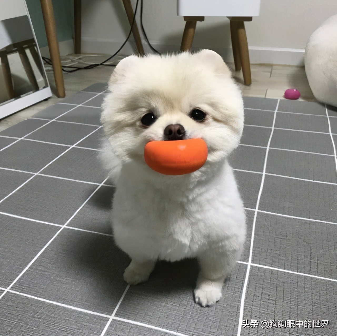 流浪狗治愈抑郁症,没想到自己竟然得了重度抑郁症