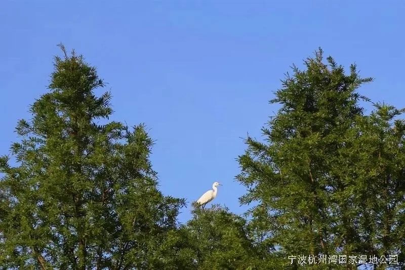 崇明岛西沙湿地公园视频,崇明西沙湿地公园芦苇荡