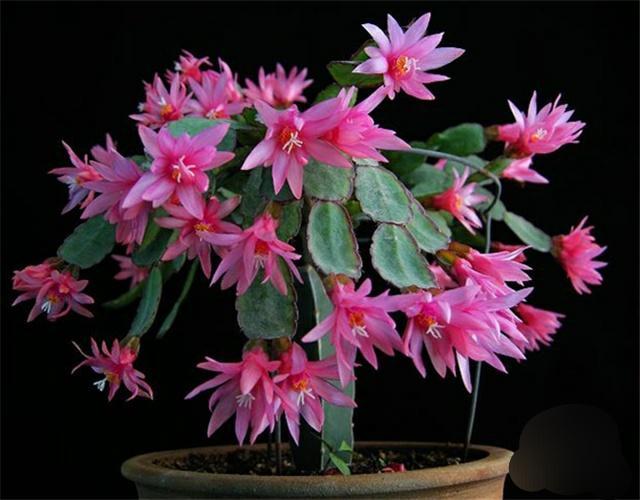 开花超美de仙人掌三千金：蟹爪兰、仙人指、假昙花，你能分清吗？