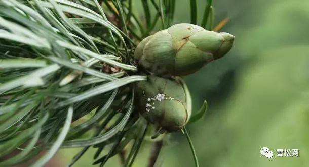 世界珍稀植物红豆杉,红豆杉等珍稀植物自然资源