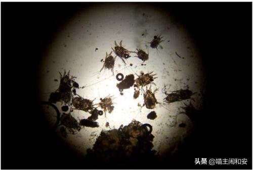 猫咪体外驱虫虫子死掉还是驱赶走,猫咪驱虫新手入门教程