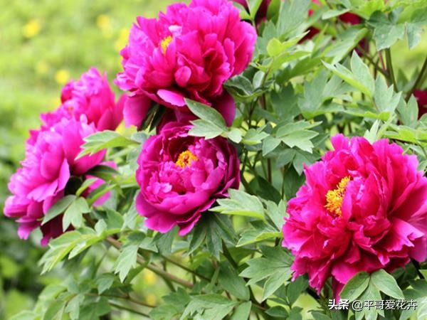 牡丹叶子萎蔫干枯怎么办,春季牡丹芽头萎蔫干枯怎么办