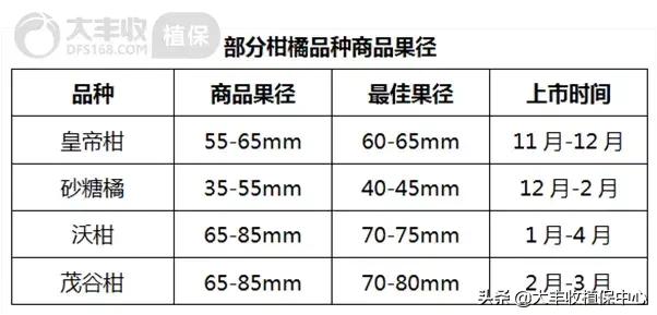 怎样管理柑橘中等果多,柑橘果柄增粗有什么办法