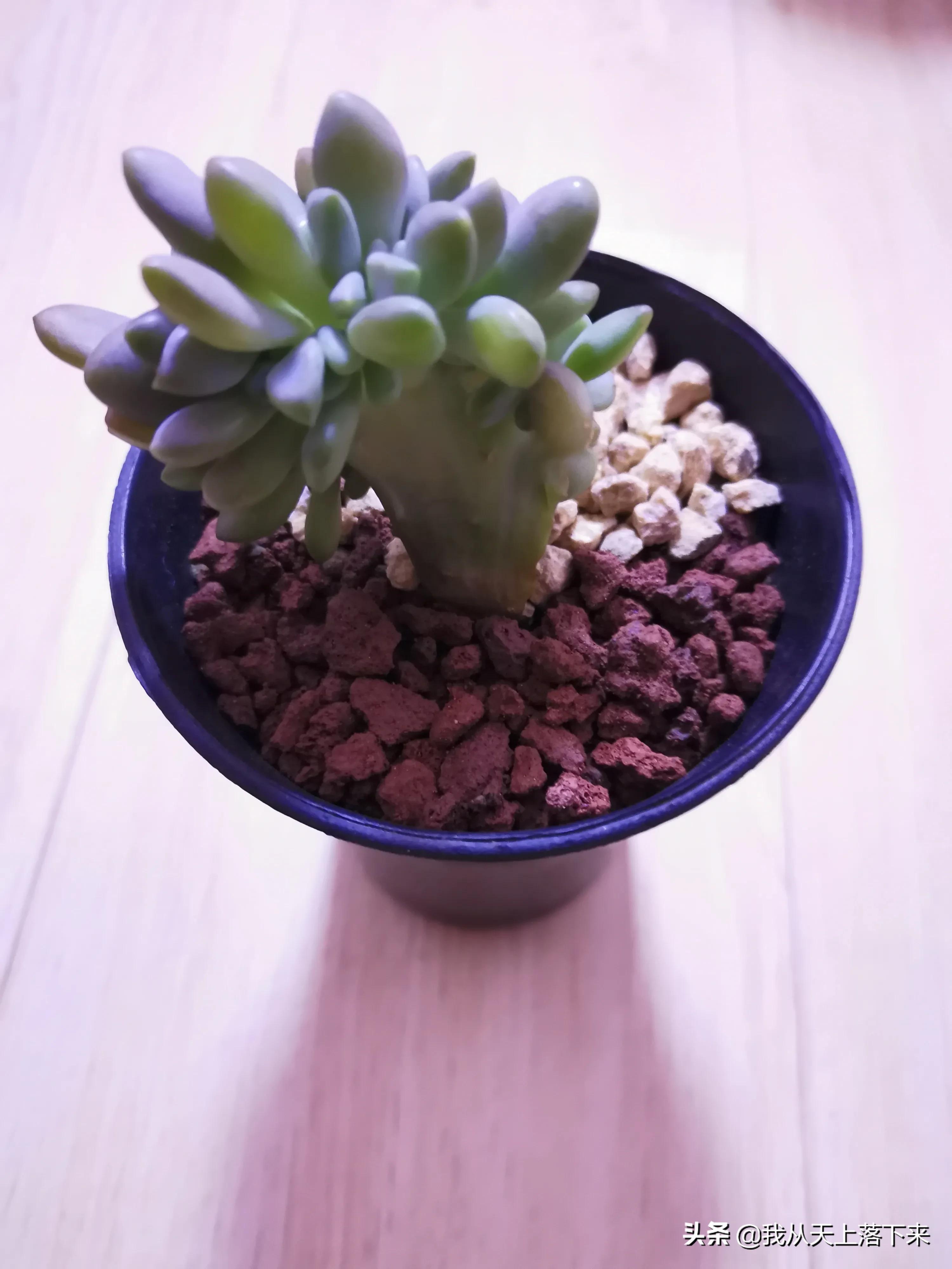 89种常见多肉植物品种图，实物拍摄，还不认识的小伙伴赶紧收藏好