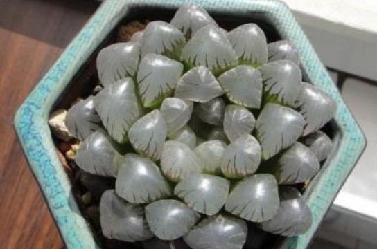 玉露服盆期间叶片变软,玉露光照少了会怎样