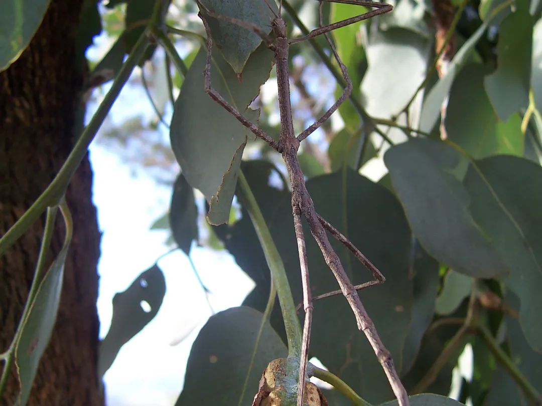 315曝光打假视频是真的吗,315曝光的动物