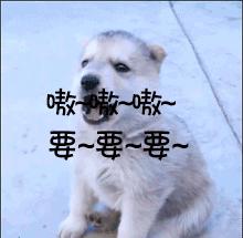 去泰国怎么跟泰国人交流,去泰国旅游怎么快速和泰国人沟通