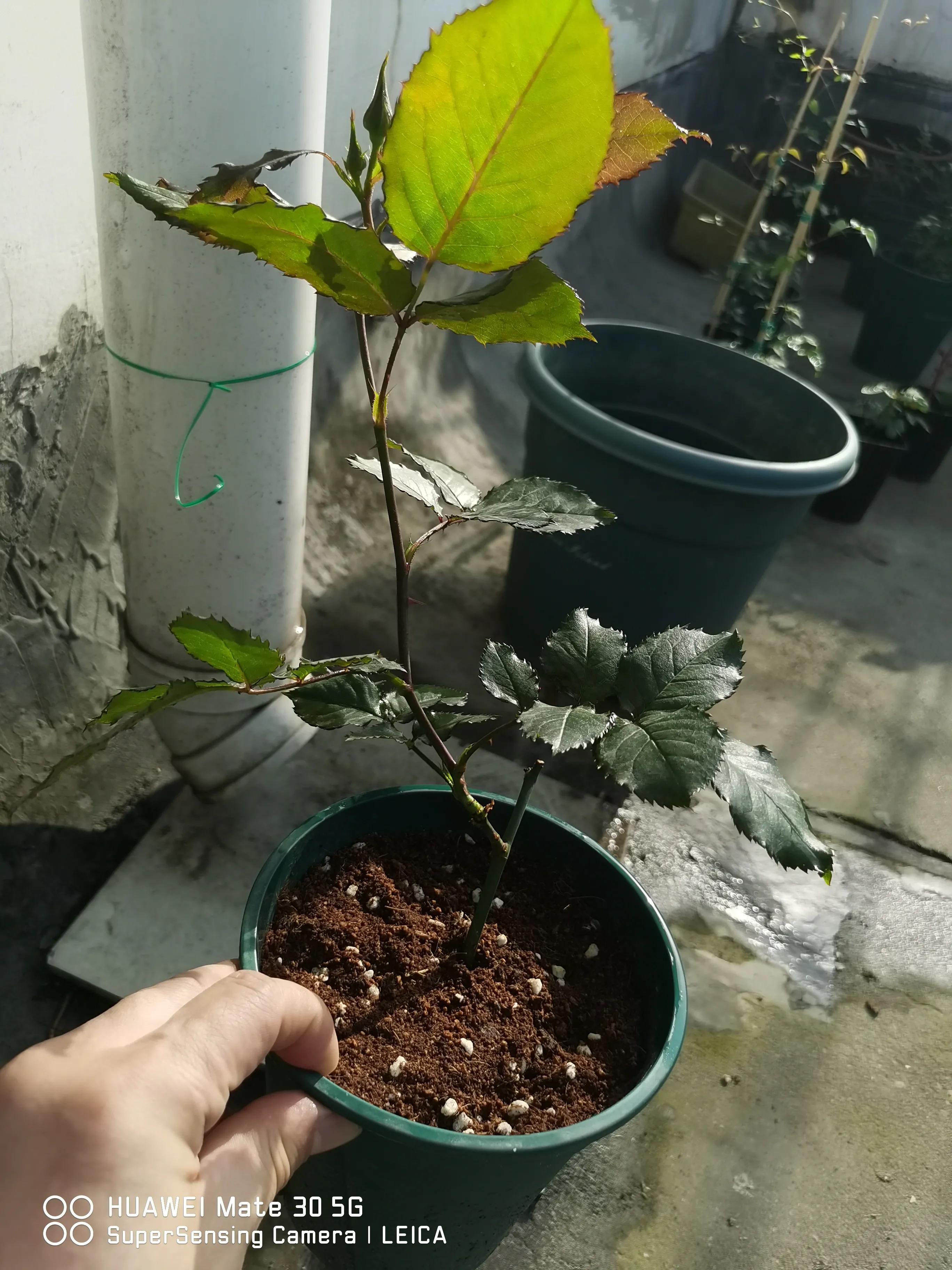 在闲鱼上买花草靠谱吗,闲鱼上买花靠谱