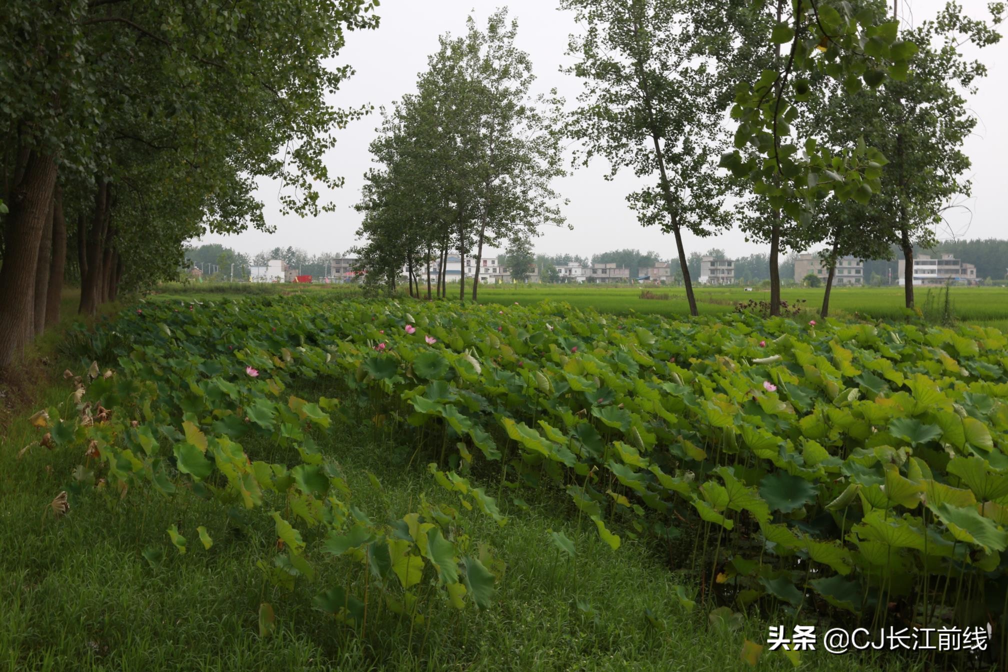 淮滨谷堆杨湾最新消息,淮滨谷堆杨湾风景