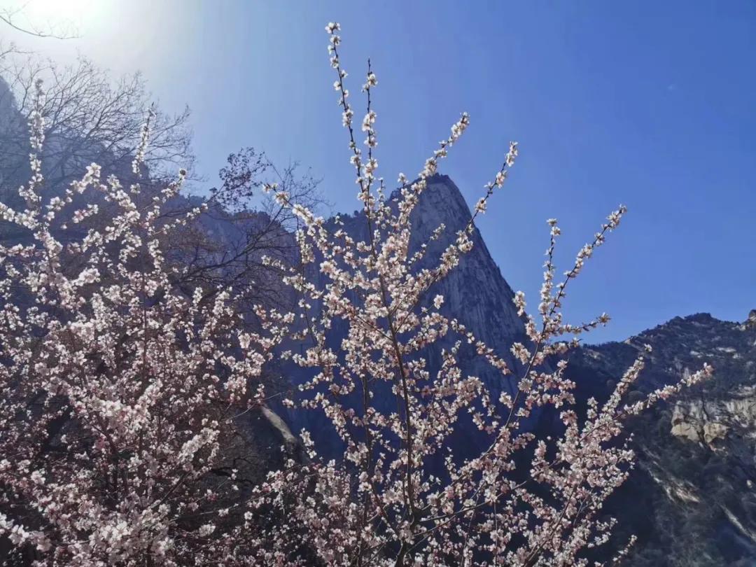华山旅游免费预约攻略一日游,华山旅游攻略免费预约