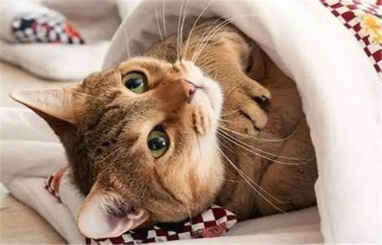 这个冬天猫咪该怎么过呀,冬天猫咪如何过冬