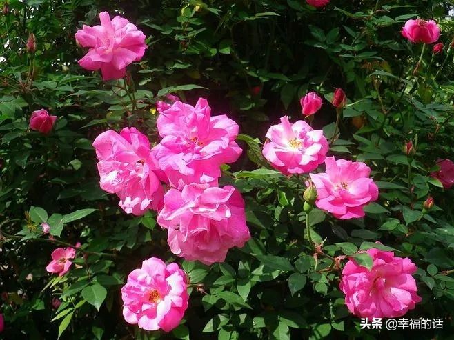 中国十大名花图片及花语,山茶花是中国十大名花吗