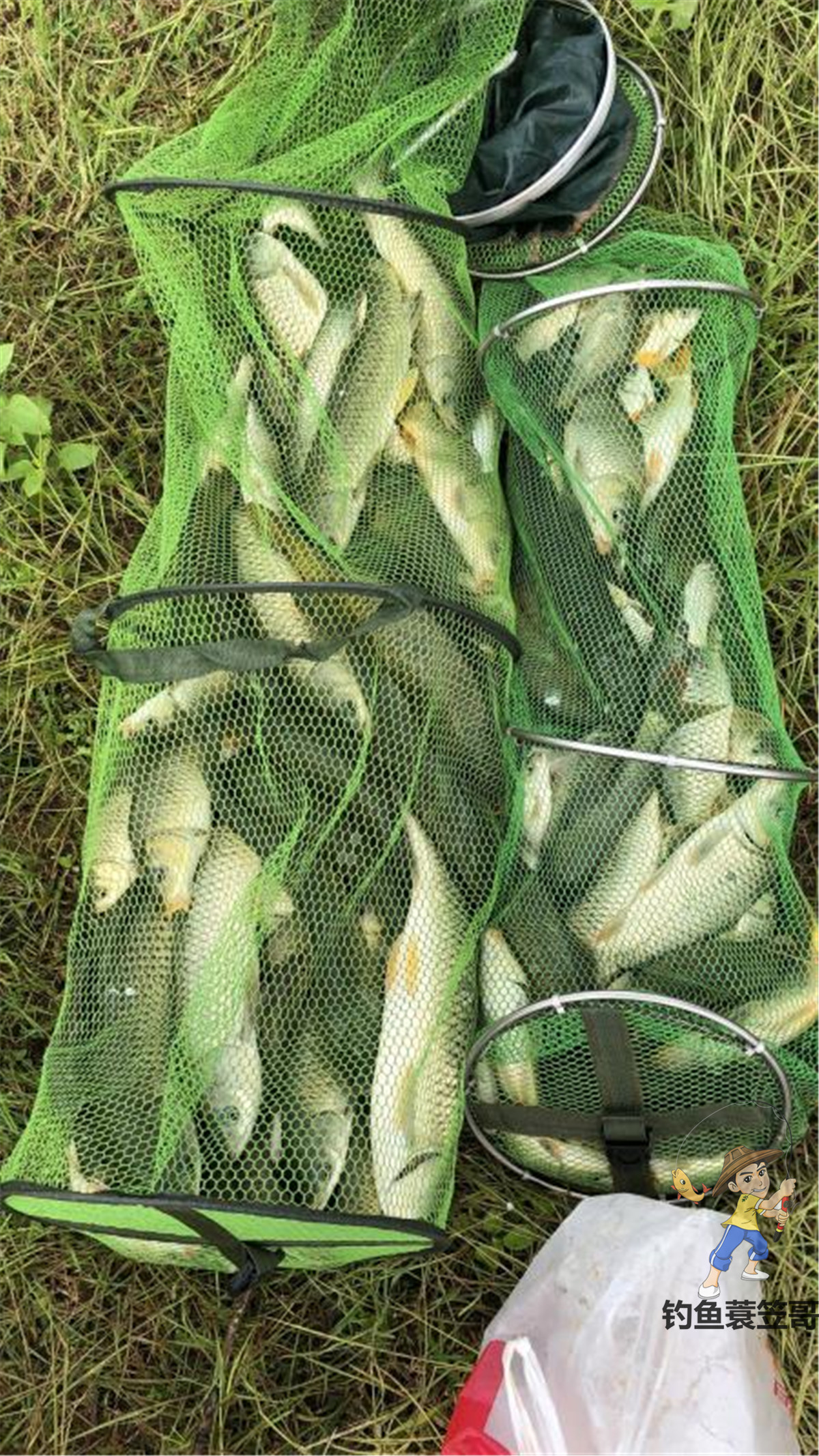 野钓鲫鱼爆护,野钓怎么提高鱼获呢