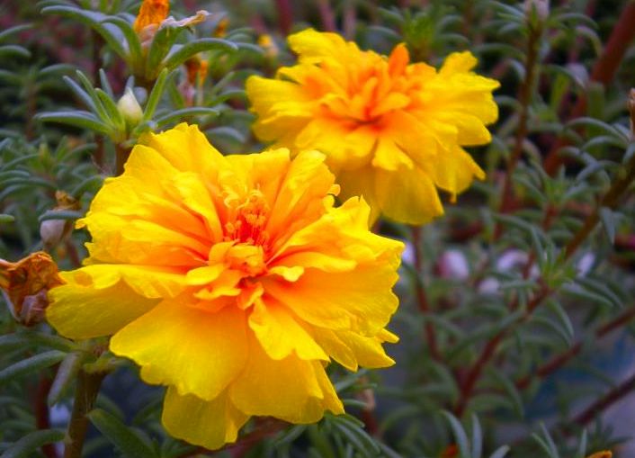 龙须花怎样养,龙须牡丹花