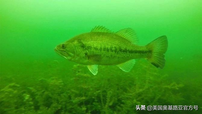 美国奥基路亚沉水软虫,路亚鱼缺氧