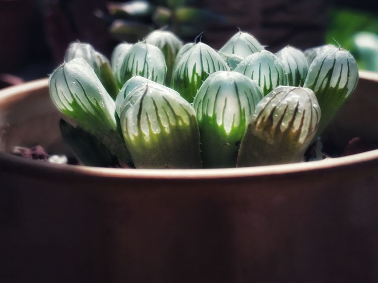 记录多肉长大的全过程,记录所有多肉成长过程