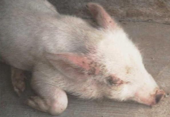 猪无法站立除了链球菌还有以下几种病因,应该如何治疗?