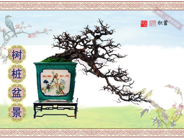 高山杜鹃花老树桩盆景,大树桩盆景欣赏