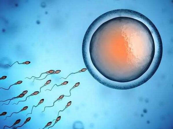 做试管婴儿的人最多做了多少次,做试管婴儿的经历花费