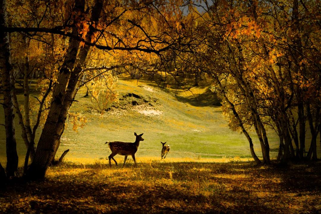 内蒙古赤峰属于东北吗,赤峰东北还是华北