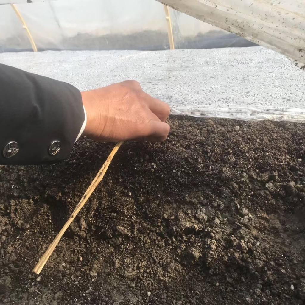 南方夏季大棚垄沟种植甜瓜,大棚日本甜宝甜瓜种植视频