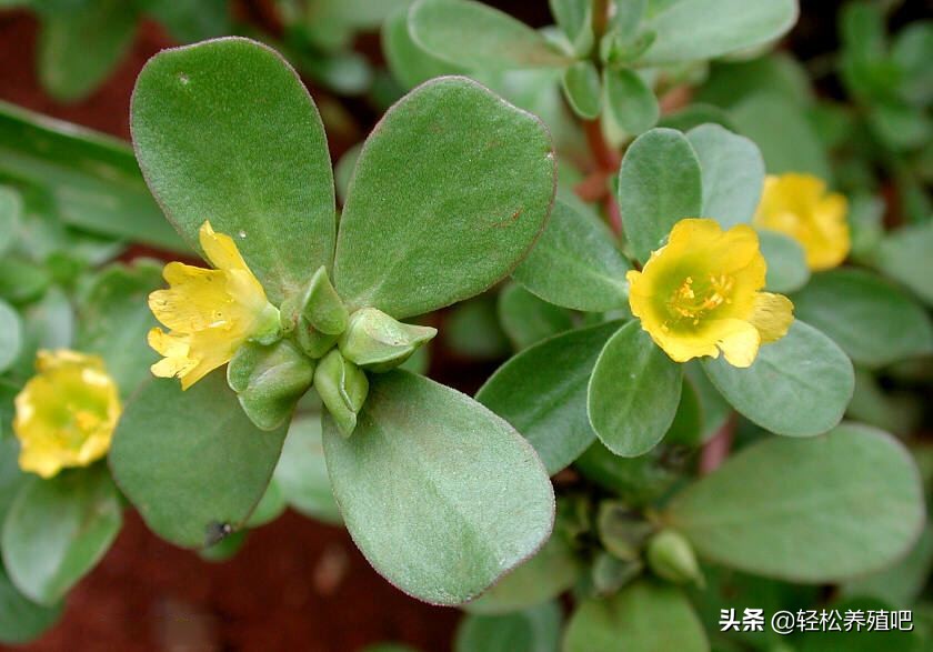 预防鸡瘟最好草药,预防鸡瘟的中草药