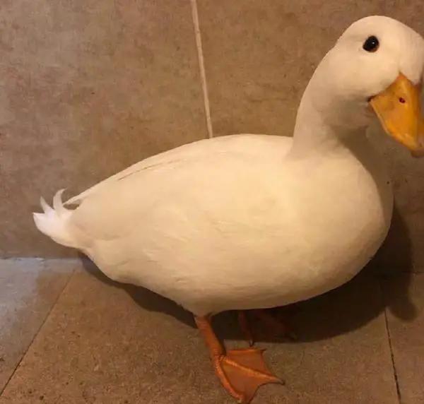 王思聪的宠物柯尔鸭,王思聪宠物猫咪