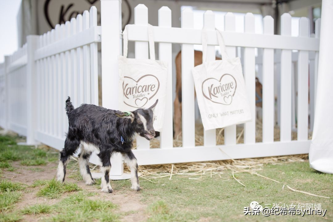 可瑞康原装进口奶粉,可瑞康奶粉澳洲价格