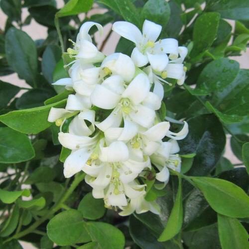 室内芳香最好养的植物,室内好养开花又香的植物