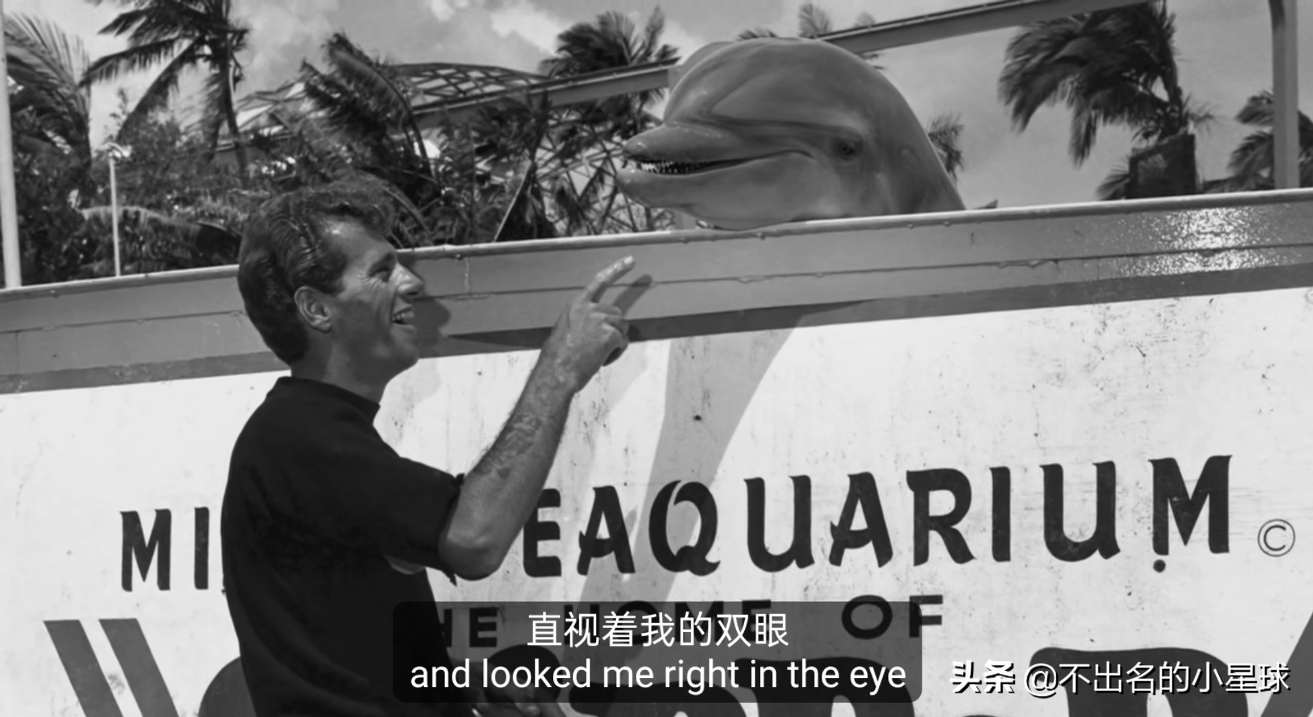 日本海豚湾的恐怖故事,日本海豚湾的恶行是被谁揭开的