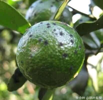 柑橘煤烟病怎么防治,柑橘煤烟病怎么治