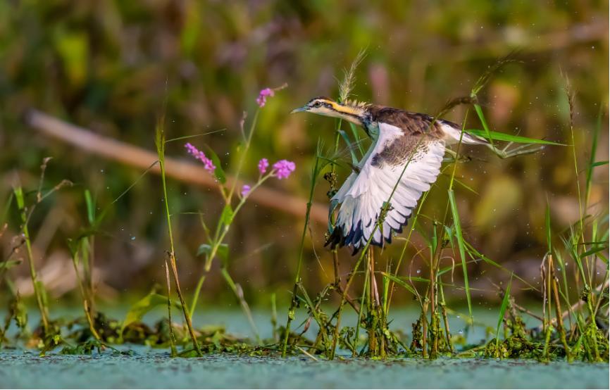 佳能eos鸟眼对焦,佳能拍飞鸟对焦最佳方法