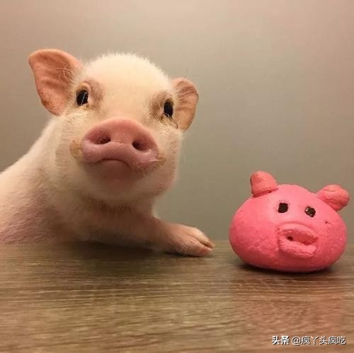 詹记蜂蜜切片蛋糕测评,詹记糕点什么最好吃