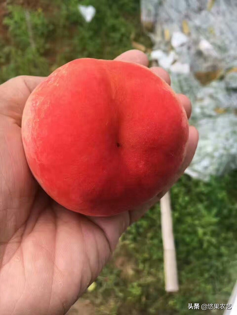 种桃树有什么讲究桃树怎么管理,桃树种植管理方法及注意事项