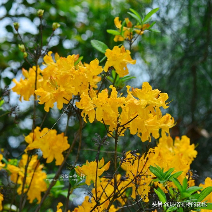 历史悠久的十大名花（海量美图），你选哪个做国花？