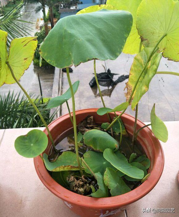 莲子长成荷花过程,一盆莲花种几颗莲子