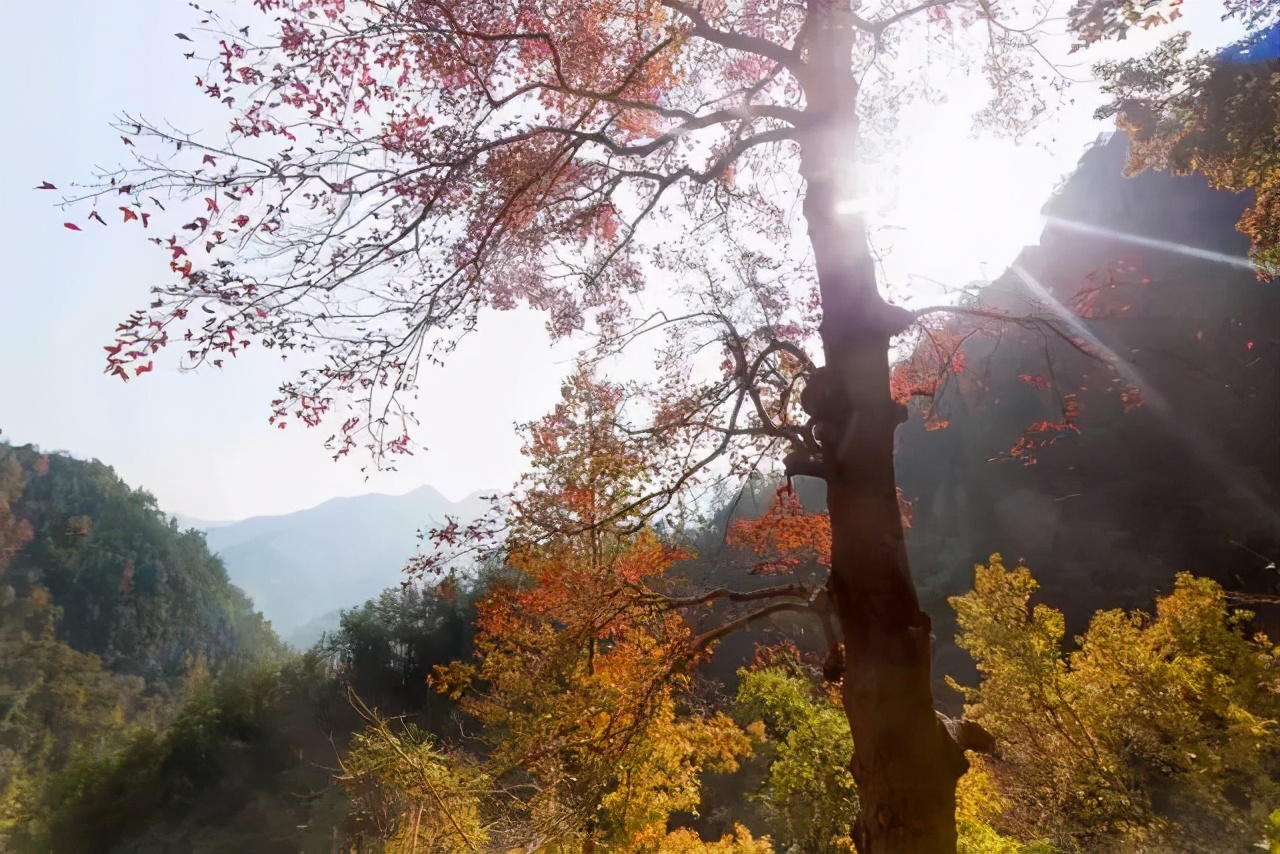 平阳最值得一去的地方,平阳一日游最佳去处青街