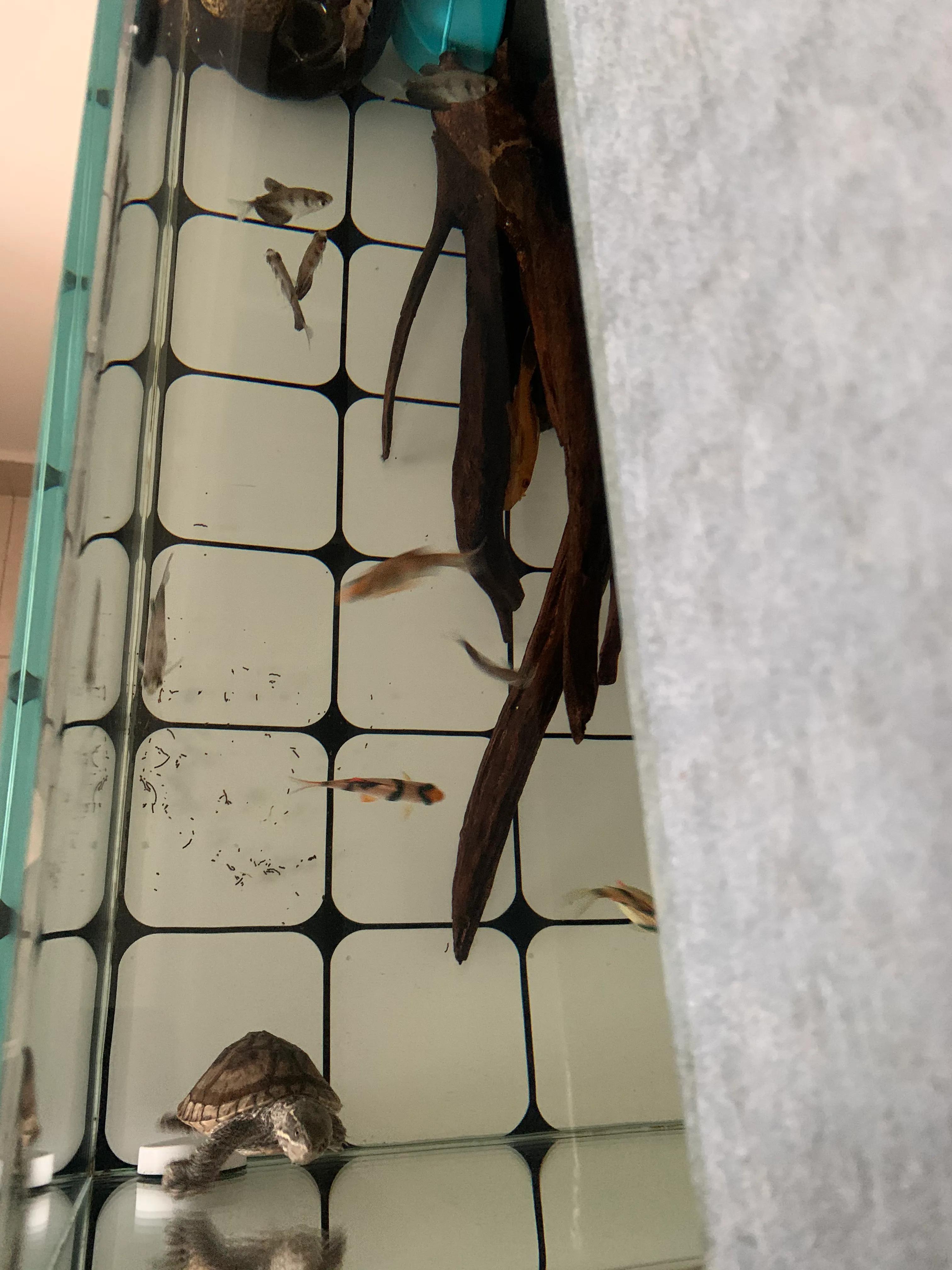 侧滤鱼缸养麝香龟,麝香龟在鱼缸里面怎么养