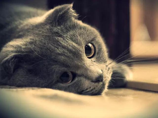 人类在猫的眼中是什么样,猫眼前的世界是什么样子的