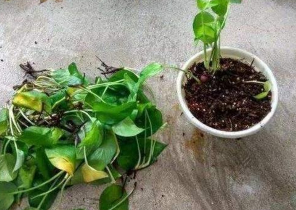 绿萝喜阴怎么养,绿萝的三大功效